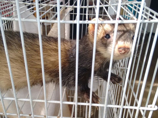 Um dos animais encontrados em cativeiro pela Polícia Ambiental (Foto: G1)