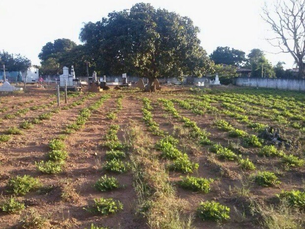 Plantação de amendoim em cemitério de Missianópolis, em Goiás (Foto: Internauta/VC no G1)