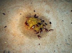 Especialistas Estudam Mordidas De Baratas Em Comunidades Indigenas Bauru E Marilia G1