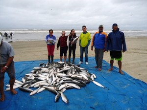 G1 Pescadores Do Sul De SC Capturam Mais De 8 Toneladas De Tainha