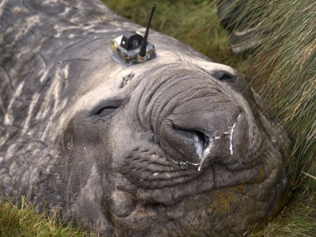 Cientistas colocaram aparelho na cabeça de elefantes-marinhos (Foto: REUTERS/Mark Hindell/Antarctic Climate and Ecosystems CRC/Handou)