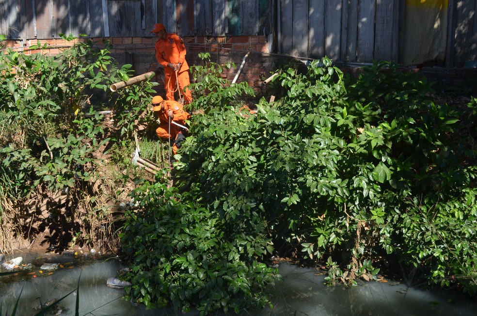 Equipe do Corpo de Bombeiros não conseguiu fazer o resgate do animal que mergulhou no córrego (Foto: Hosana Morais/G1)