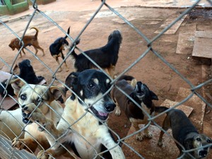 70% de cães do abrigo da ONG de Piracicaba são idosos (Foto: Fernanda Zanetti/G1) 70% de cães do abrigo da ONG de Piracicaba são idosos (Foto: Fernanda Zanetti/G1)