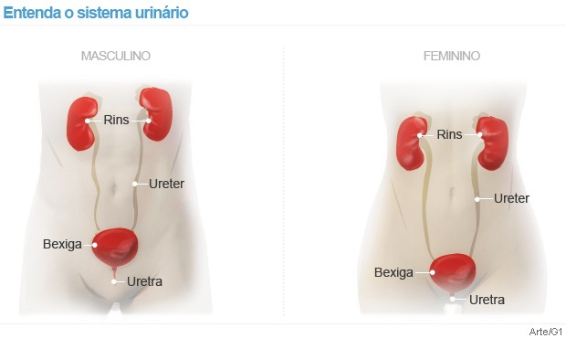 sistema urinário (Foto: Arte/G1)