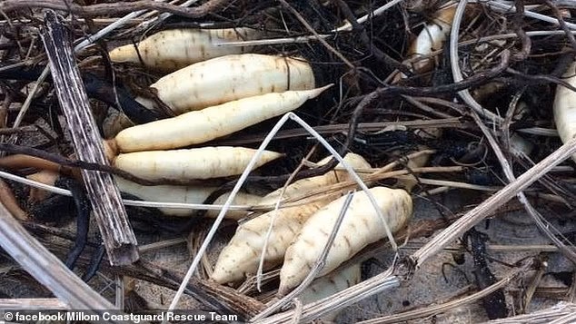 As raízes tuberosas da erva-gota de cicuta são as partes mais venenosa da planta e comer um pequeno pedaço pode ser fatal (Foto: Reprodução/Daily Mail)
