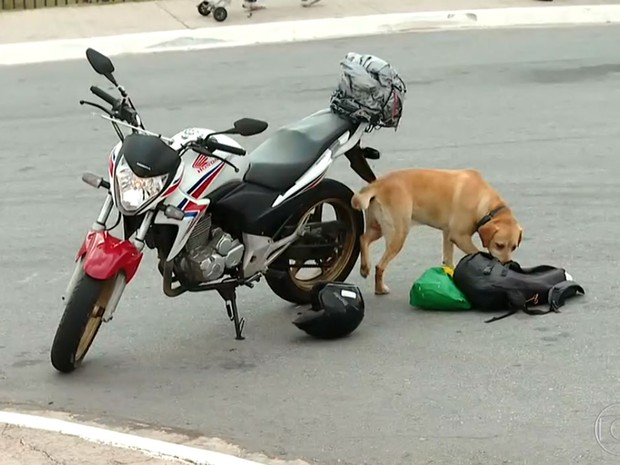 Cão farejador foi usado para checar o conteúdo da mochila (Foto: TV Globo/Reprodução) Cão farejador foi usado para checar o conteúdo da mochila (Foto: TV Globo/Reprodução)
