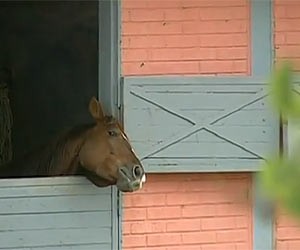 Cavalo em haras em Brasília (Foto: TV Globo/Reprodução)