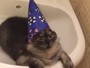 Gato faz sucesso na web após ser filmado com chapéu de mago Gato faz sucesso na web após ser filmado com chapéu de mago