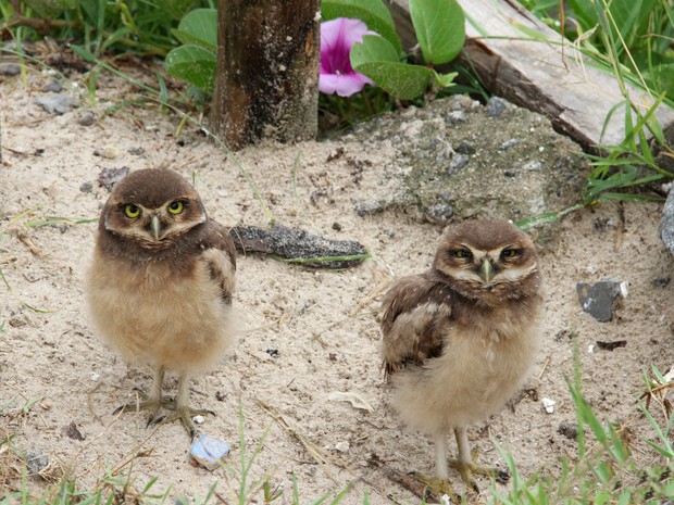 Mini reserva foi criada para preservar presença de animais no local (Foto: Kátia Doenz/Prefeitura de Itanhaém)