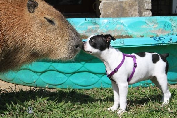 Rivergo uma capivara que vem conquistando adultos e crianças