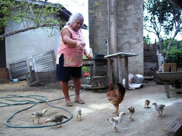 Dona Alice já engorda frangos para a Festa do Divino do próximo ano (Foto: Flávio Godoi/G1)