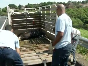 G1 Dez animais morrem atropelados por caminhões na rodovia em Bauru