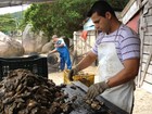 Mais 2 áreas são liberadas na Grande Florianópolis para cultivo de moluscos