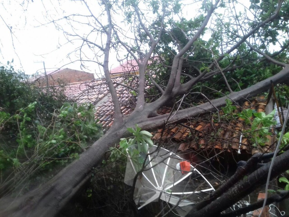 Casa foi atingida por &aacute;rvore ap&oacute;s deslizamento de terra em  Jequi&aacute; da Praia (Foto: Arquivo pessoal)