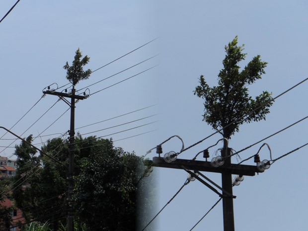 Segundo leitor, árvore em cima do poste nunca causou problemas (Foto: Neuber Pires Dias/VC no G1)