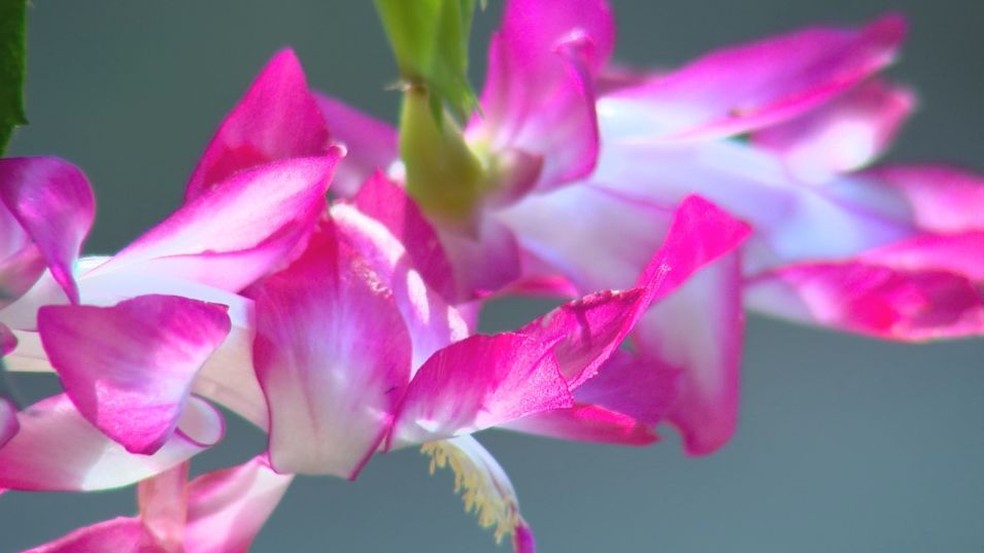 Flor de maio branca com borda pink também foi desenvolvida por Valter Saia (Foto: Reprodução/TV TEM)