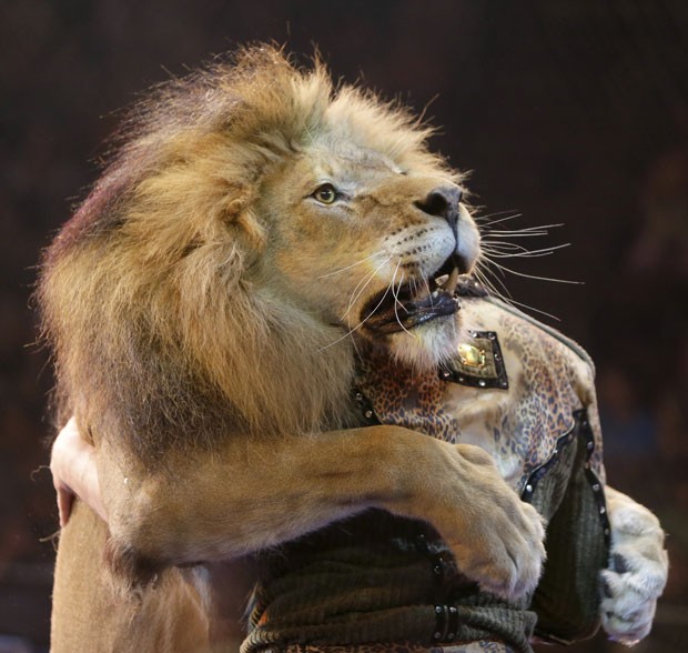 Durante o show, Oleksiy Pinko também dançou com o grande felino (Foto: Efrem Lukatsky/AP)