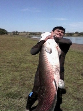 Tipico Da Amazonia Peixe Gigante E Fisgado No Rio Grande Em Indiapora Rio Preto E Aracatuba G1 Retire a cabeça do peixe e reserve o caldo formado. g1 globo