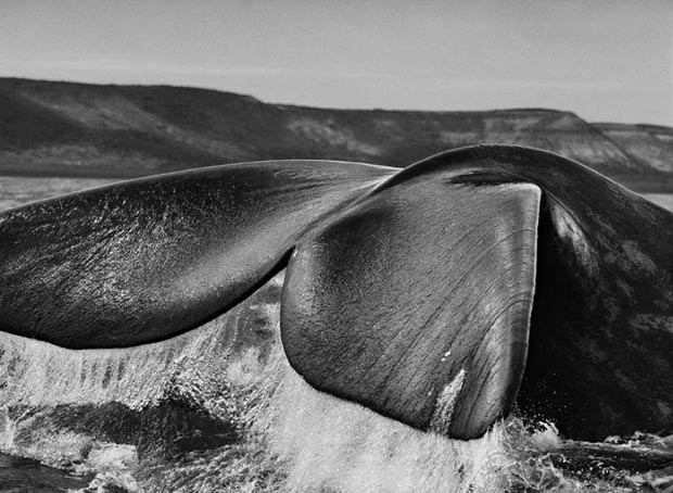 Uma baleia-franca-austral (Eubalaena australis) navega no cenário do Rochedo de Puerto Pirâmides, a principal referência geográfica do litoral de Golfo Nuevo. Península Valdés, Argentina. 2004 (Foto: Sebastião Salgado/Divulgação)