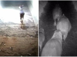Câmeras flagram passagem de animais por túneis de rodovia (Foto: Reprodução/EPTV)