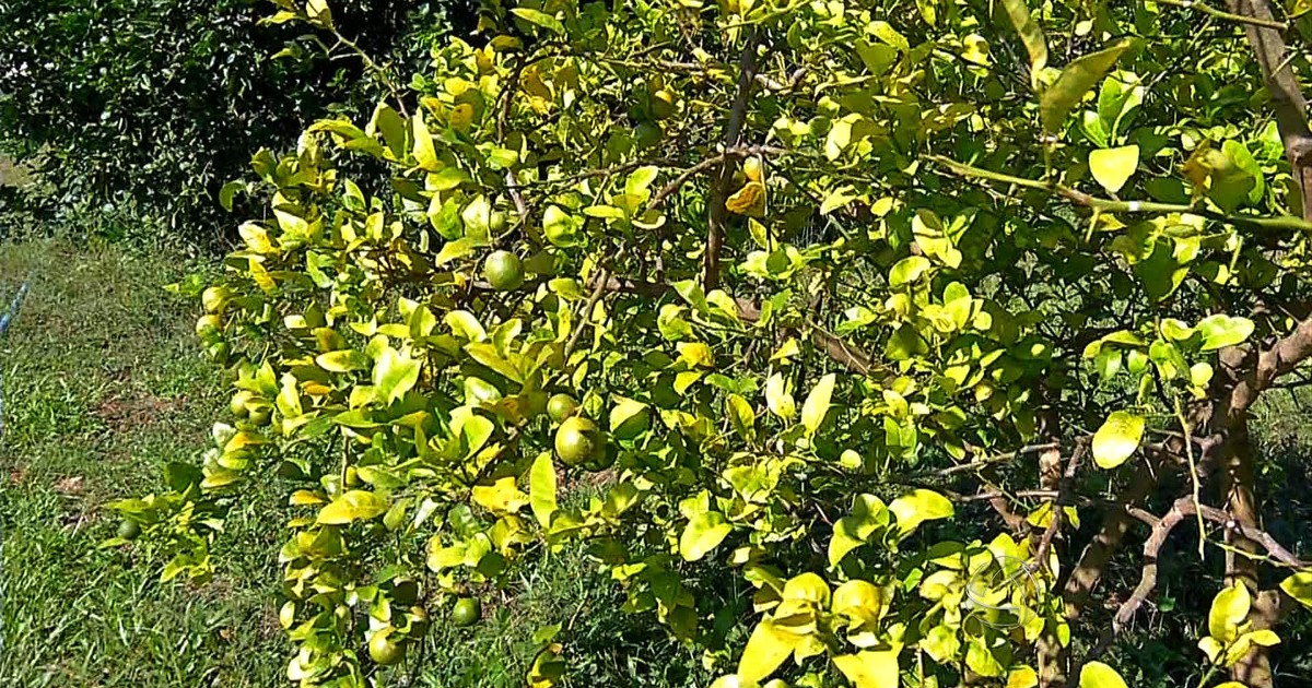 G1 Doença causada por fungos prejudica