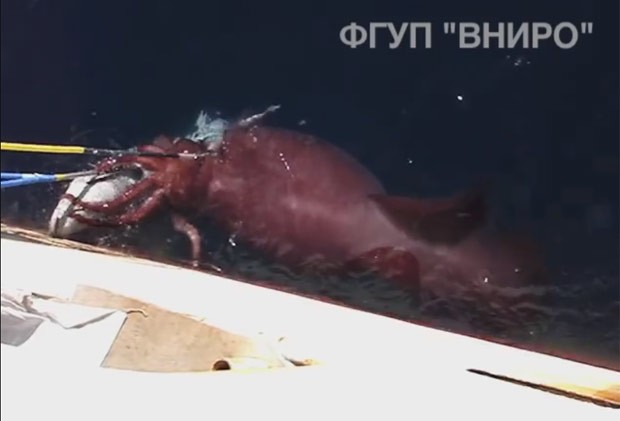 Pescadores russos flagram lula gigante tentando roubar peixe (Foto: Reprodução/YouTube/LiveLeak) Pescadores russos flagram lula gigante tentando roubar peixe (Foto: Reprodução/YouTube/LiveLeak)