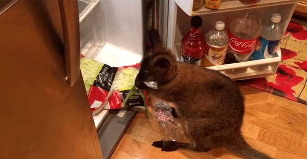 Wallaby é flagrado 'assaltando' geladeira do dono nos EUA (Foto: Welby the Wallaby/YouTube)