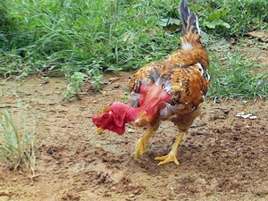 Galinha se comporta como se fosse galo em sítio de Caldas, MG (Foto: Tarciso Silva / EPTV) Galinha se comporta como se fosse galo em sítio de Caldas, MG (Foto: Tarciso Silva / EPTV)
