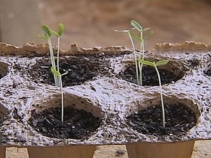 Planta atrai insetos (Foto: Reprodução / TV TEM)