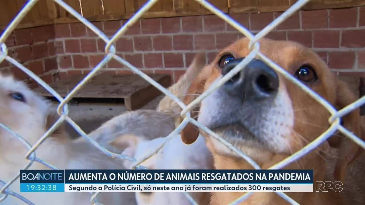 Resgates De Animais V Timas De Maus Tratos E Abandono Aumentam Em