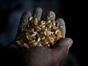 José Batista mostra milho das Sementes  da Paixão em Queimadas, na Paraíba (Foto: Fernanda Rappa/Divulgação)