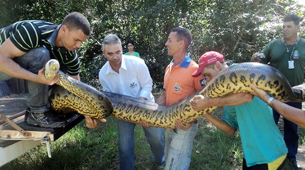 Cobra foi encontrada dentro de cachoeira de parque em Barra do Garças. (Foto: Pedro Fernando Santiago / Pq. Estadual da Serra Azul)