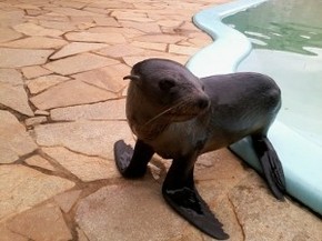 Empresario Resgata Animal Marinho E Leva Para Piscina Em Sorocaba Sp Sorocaba E Jundiai G1