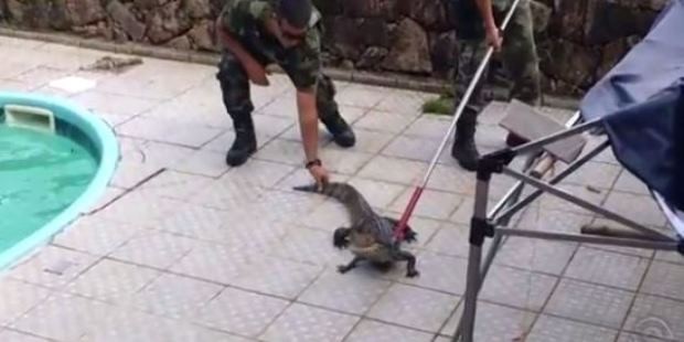 Animal foi capturado e levado a Estação Ecológica de Carijós (Foto: Reprodução/Facebook)