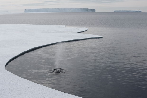  Foto mostra baleia emergindo em região antártica; estudo concluiu que, em longo prazo, degelo antártico vai elevar em 3 metros o nível do oceano (Foto:  John B. Weller/The Pew Charitable Trists/AFP)