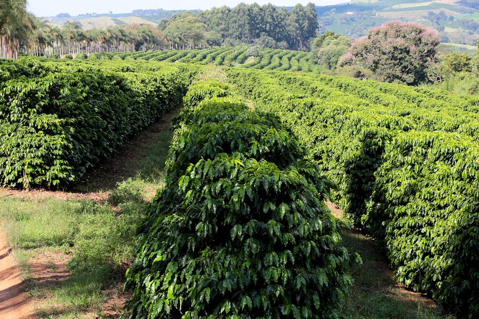 Café arábica é plantado acima de 800m (Foto: Viola Júnior)