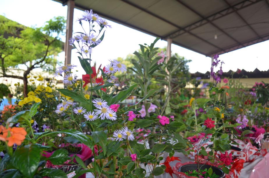 Ceasa recebe a 38ª Feira Flor especial de Dia dos Namorados no Ceará