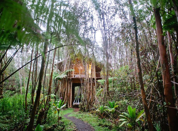Acompanhe de perto a vida natural no Havaí nesta casa na árvore (Foto: Airbnb/ Reprodução)