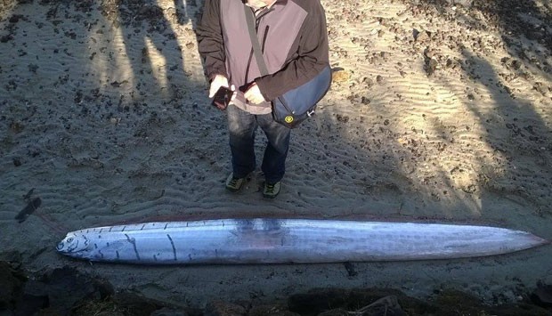 Peixe-remo de 3 metros é encontrado em praia na Nova Zelândia Peixenbzl