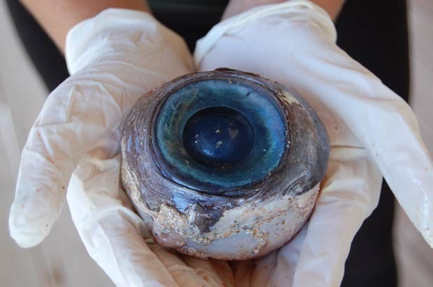 História de um globo ocular achado em praia na Flórida foi considerada a mais estranha de 2012 (Foto: AP)