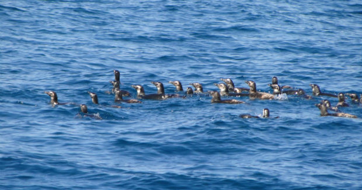 G1 Pinguins São Soltos No Mar Após Reabilitação Em Anchieta Es Notícias Em Espírito Santo