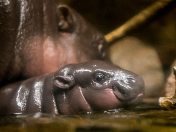 Mabel, uma filhote hipopótamo pigmeu de dois meses, é vista ao lado de sua mãe, Chomel, no Henry Doorly Zoo &amp; Aquarium, em Omaha, na segunda (22) (Foto: AP Photo/Nati Harnik)