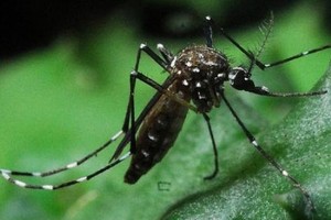 Doença é transmitida por picada de mosquito (Foto: Divulgação)