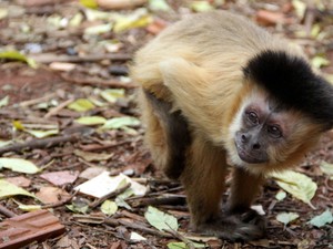 Macaco-prego Chico vive com a família em São Carlos há 37 anos (Foto: Fabio Rodrigues/G1)