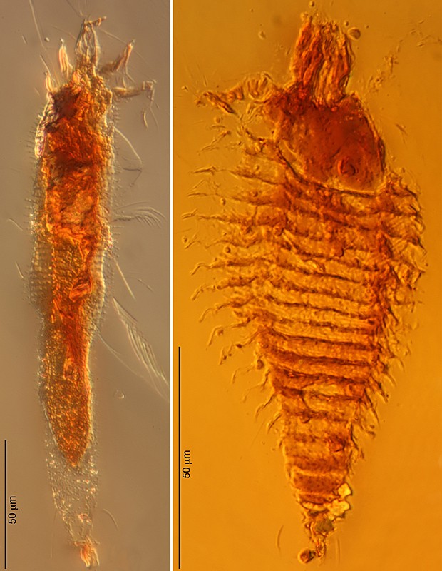 Âmbar bichos insetos ácaros mosca (Foto: A. Schmidt, University of Göttingen, Proceedings of the National Academy/AP)