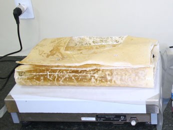 PF apreendeu 7,5 kg de cocaína no Aeroporto do Recife (Foto: Divulgação/ Polícia Federal) PF apreendeu 7,5 kg de cocaína no Aeroporto do Recife (Foto: Divulgação/ Polícia Federal)