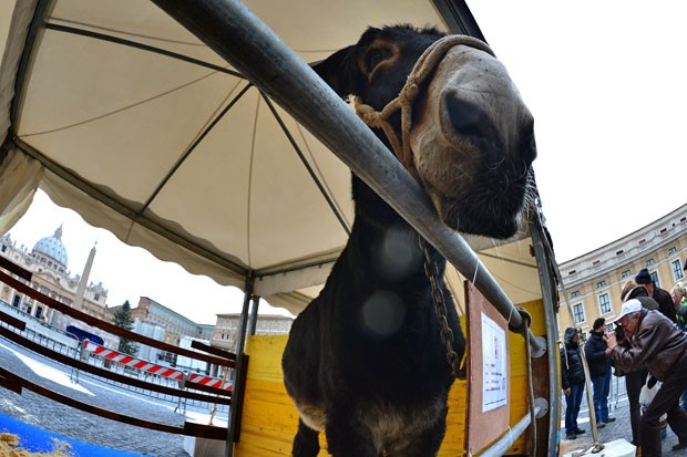 Burro posa para foto em um estábulo montado na Praça São Pedro (Foto: Gabriel Bouys/AFP)