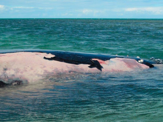 Baleia jubarte encalhada morre em no sul da Bahia (Foto: Divulgação/Projeto Baleia Jubarte)