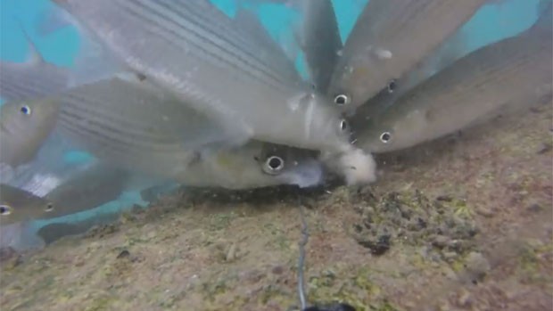 Cmera GoPro flagrou frenesi de cardume de peixes diante de isca (Foto: Reproduo/YouTube/Fishing Videos)