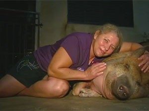 Família adota porco de 150kg em Matão (Foto: Reprodução/EPTV)
